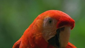 Scarlet macaws feed on clay licks (Narrated by David Tennant)
