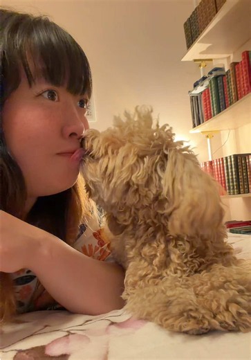 散髪前のボサボサなっとうちゃんと🐶🩷 #まつりんち #マルプー #なっとうちゃん