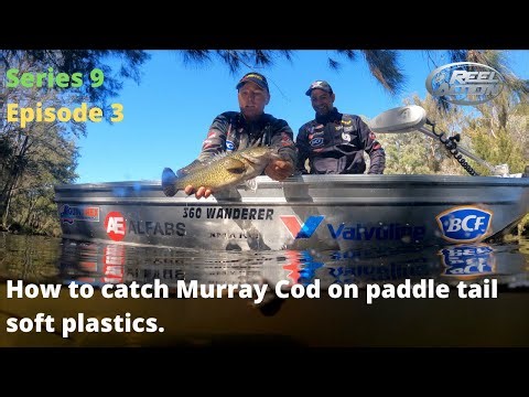 How to catch Murray Cod on paddle tail soft plastics.