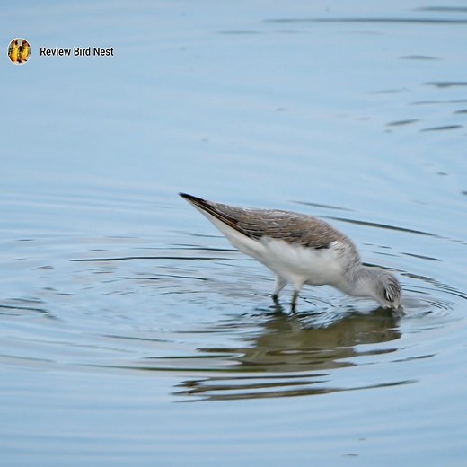 EP.11.Marsh sandpiper Bird Looking for food to eat. | Review Bird Nest
