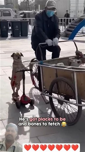 #animals #pets #dog #dogs #funny #puppy #trending #cute #song #cat #love #asmr #respect #fyp #yt