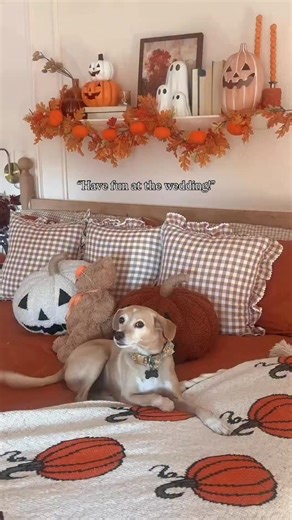 Bonnie Barton on Instagram: "To the little guy who stood beside me during my single years, during all the heartbreaks and solo nights. My dog absolutely HAD to be a part of our wedding! Seeing him run down the aisle will forever be my happy place in my mind 🥹🥹😭😭 Planner + design: @thegroovyweddingco Photographer: @valeriethompsonphotography Venue: @barrmansion Florist: @lovelily.flowers Videographer: @wesraitt Content Creator: @aislearchives Dress: @cowboy_bride Seamstress: @needlexwand Sign