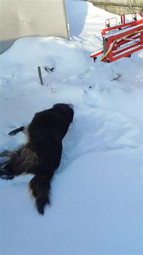 #pets #winter #snow