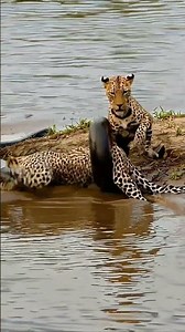 Watch Two Leopards Battle a Giant Anaconda in Epic Showdown!