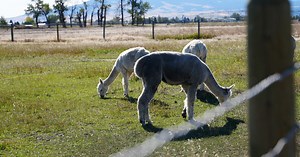 Montana AG Network: Alpaca farms, from fiber to fashion