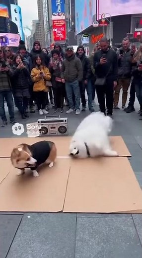 Dancing Duo! Two Dogs Show Off Hiphop Skills on the Street — Crowd Goes Wild!
