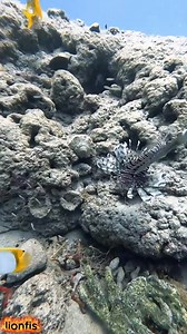 15K views · 565 reactions | Learn about the invasive Lionfish in this informat | Lionfishextermination | Facebook