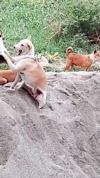 Dog fighting training