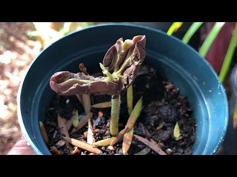 Growing CACAO = THEOBROMA CACAO (seed-small tree) "chocolate tree"