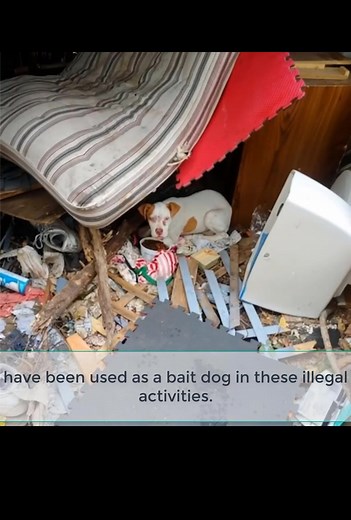 Chowder, a resilient puppy rescued by Stray Rescue of St. Louis, is now safe and under their care after being found amidst a pile of trash. Despite facing several injuries, his spirit shines brightly, and he’s on the path to healing, ready to find a loving forever home. | We Love Animals So Much