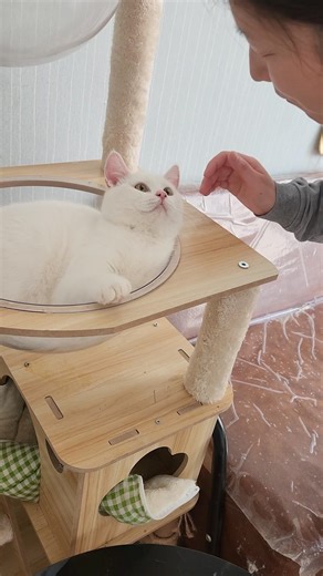 When I kiss my little cat...🤣😄 #子猫 #cat #猫の日常