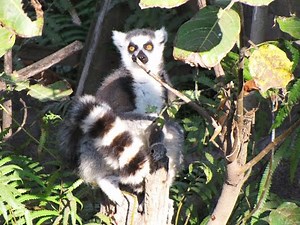 lémuriens makis à Madagascar