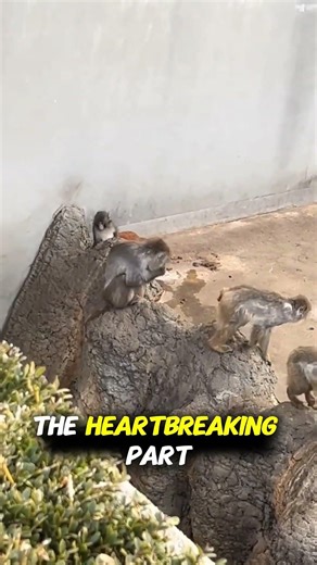This Monkey's Stuffed Toy Is His Only Friend #emotional #heartwarming