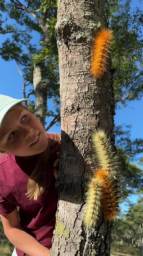 Amazing Musasa Moths: Alien-Like Insects with Stunning Hairdos!