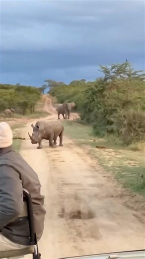 ELEPHANT 🐘 & RHINO 🦏 #elephant #rhino #wildlife #wildanimals #africa
