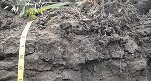 Wheat School: Soil pH, salinity, and choosing the right soil test