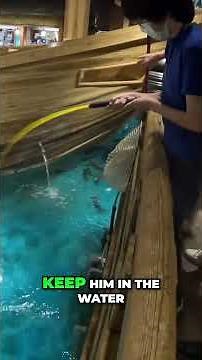 Fishing for Dinner in an Aquarium Restaurant! #shorts