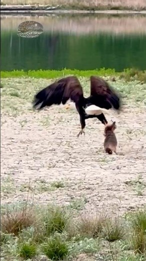 Giant Bald Eagle Takes Down Prey | The Bird of Prey Landed With Its Kill