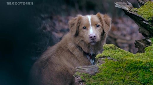 Meet the breakout canine star of horror movie 'Good Boy'