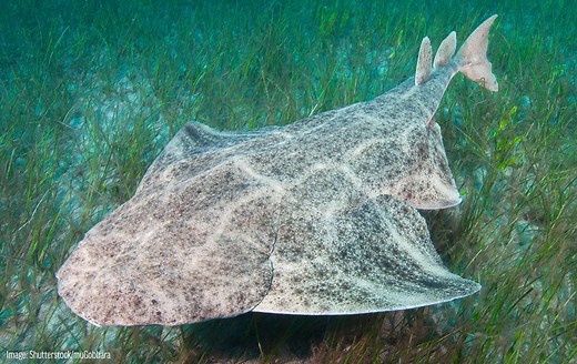 Pacific Angel Shark | Oceana