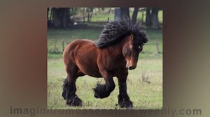 poze cu cai frumosi de calarit imagini haioase cu animale fanny si hazlii pt desktop
