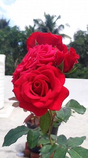 Beautiful Red Roses #roses #reels #explore #roseplant | Roses