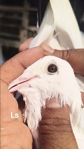 home breed my friend