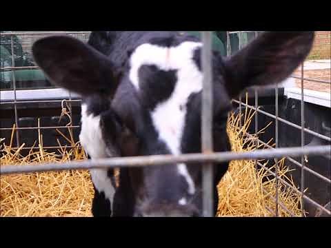 HOW TO RAISE CALVES FOR PROFIT!