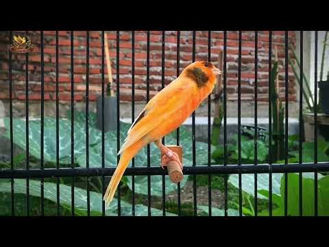 Canary 's Most Powerful Song for Training🎵Belgian Canary Singing🐦