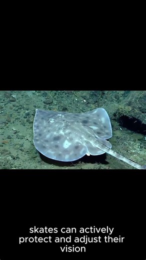 This Deep-Sea Skate Blinked… Then Didn’t Strike #sciencefacts #ad #physics