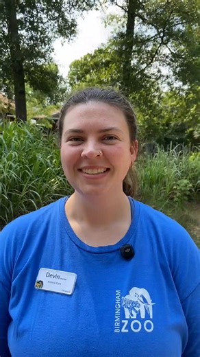 We can't believe that baby Mei is already one year old!🐒 Devin, our lead Animal Care Professional in our Primate and South America department, is here to give you the inside scoop on this spunky little lady. Come swing by the building to hang with the howler family and wish Mei a happy first birthday! | The Birmingham Zoo