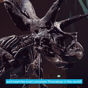 622 reactions · 73 shares | Melbourne Museum is the Home of Dinosaurs. Adventure will never be extinct. | Melbourne Museum | Facebook