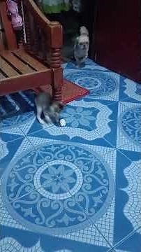 Cat & Dog playing