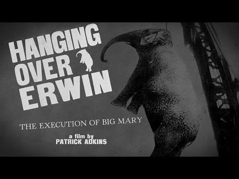 Hanging Over Erwin: The Execution of Big Mary