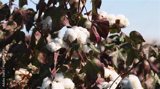 Blooming Cotton field ready to be harvested, Gossypium barbadense. Cotton picking season. Cotton field. Vegetable fiber covering cotton seeds, the most important of plant fibers. slow motion video