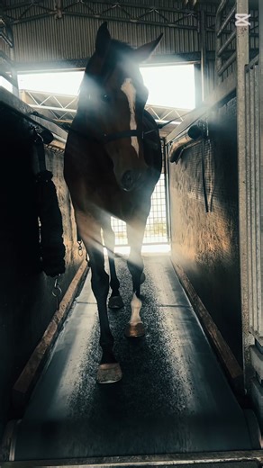 This filly has enjoyed a light freshen-up and a short, structured conditioning period before heading back to the trainer for her next preparation. A balanced approach focusing on maintaining fitness, soundness and correct movement, without overdoing the workload between preparations. She now returns stronger, fresher and ready to move forward into her next prep 🐎 #RacehorseRehab #EquineConditioning #FreshenUp #ReturnToWork #PerformanceHorse #PreTraining #Soundness #Thoroughbred #NSWRacing #Aust