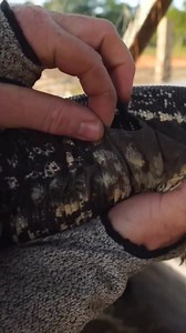 Crispy _ Satisfying Lizard Shed_ _tegu #lizardpeeloff #lizardpeelvibes #lizardskinpeel #lizardvibes #peeloffsatisfying #satisfyingpeel #skinshedding #lizardcare #lizardglowup #reptilecare #reptilelove #reptilevibes #reptilesoftiktok #reptilesofinstagram #lizardvideos #lizardshedding #reptileshedding #lizardcleaning #lizardskincare #peelingskinvideo #satisfyingvideo #satisfyingvibes #asmrpeeling #reptileasmr #lizardsatisfying #skincarepeeloff #peelprocess #lizardmolting #moltingskin #reptilemolti