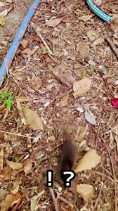 モグラの仲間ヒミズ発見！田舎暮らし。