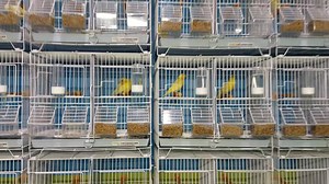 We have new baby's in our Pet Shop today. We can also ship all of our birds anywhere in the United States. Visit our store at 11612 N Nebraska Ave Tampa Florida 33612 inside Tampa Flea Market or Call us or text us 8135981207 or visit our website www.tampa-lovebirds.com. | TampaLovebirds.Com