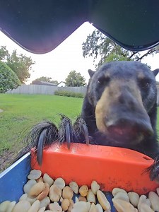 4.3M views · 162K reactions | Not all visitors storm the feeder… some have perfect table manners. 樂 | Birdbuddy | Facebook