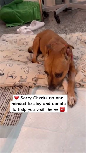 💔🐾 UPDATE ON CHEEKS