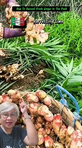 41 reactions · 6 comments | Farmers Harvesting Ginger #highlight #ginger #harvesting #farmers | Efigenia Lustre | Facebook