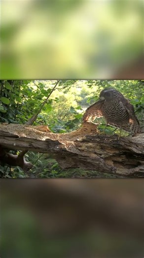 Hawk Attacks — Squirrel Escapes Instantly