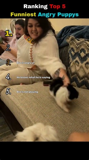 Ranking Top 5 Funniest Angry Puppys🤣