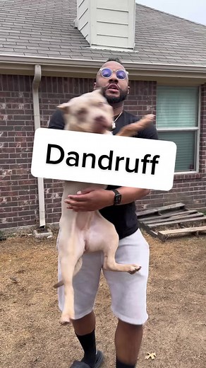 Effective Remedies for Dog Dandruff | Bulldog Scalp Syndrome