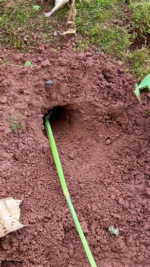 Alien cricket insect VS Zombie fire ants