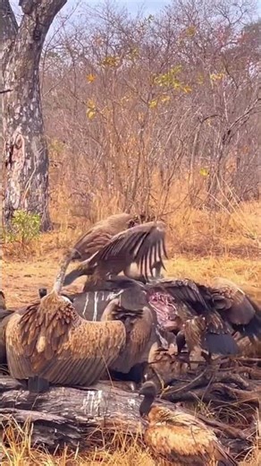 🔥 Hyena vs Vultures | Wild Animal Battle for Survival 🦴🦅