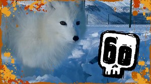 The Arctic fox has incredible hearing