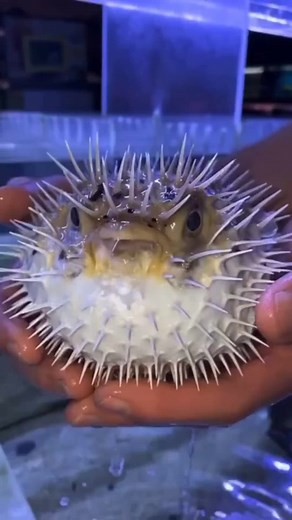 The Fascinating World of Pufferfish: Nature's Unique Marine Creature