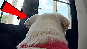 149K views · 4.7K reactions | GoPro Left On Labrador Alone In Mansion!! | Life With Labradors | Facebook